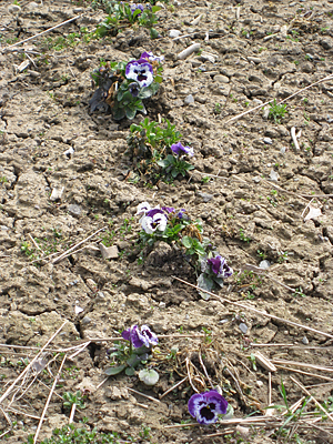 pansy unmulched